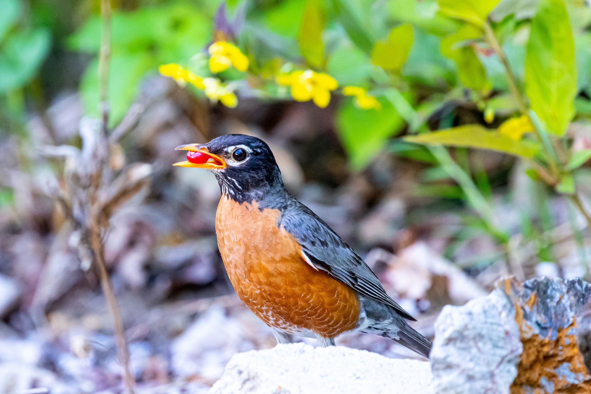 american robin diet