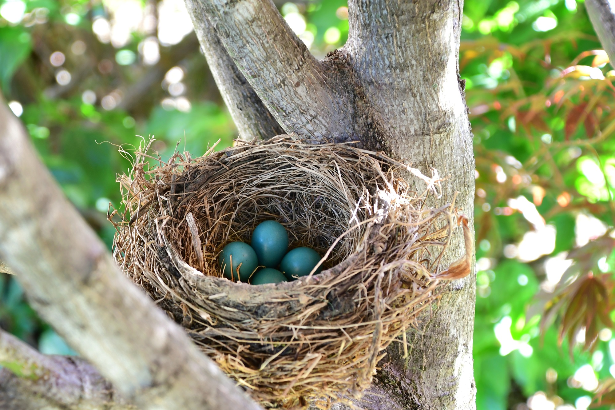 american robin eggs