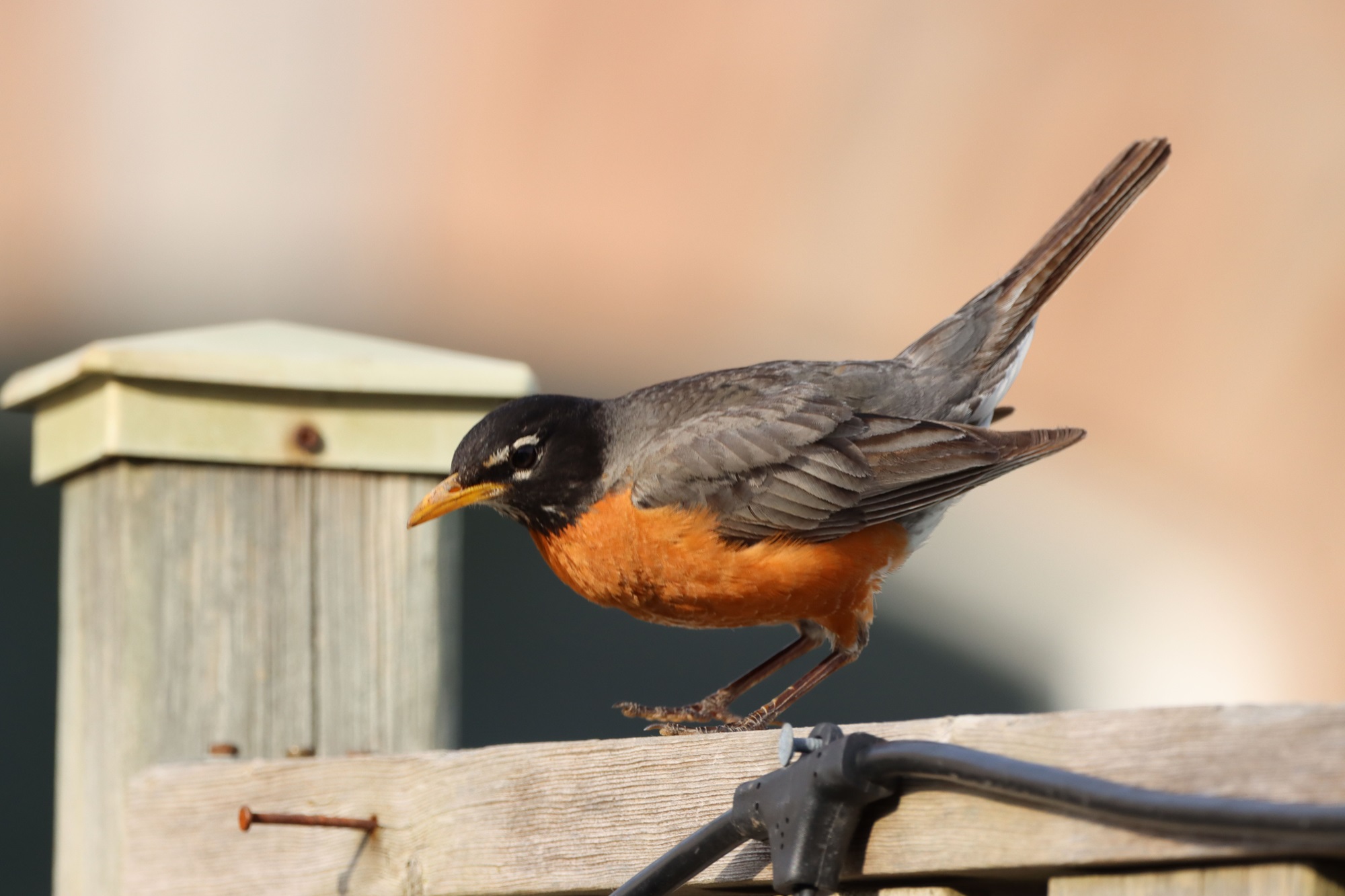 american robin nest