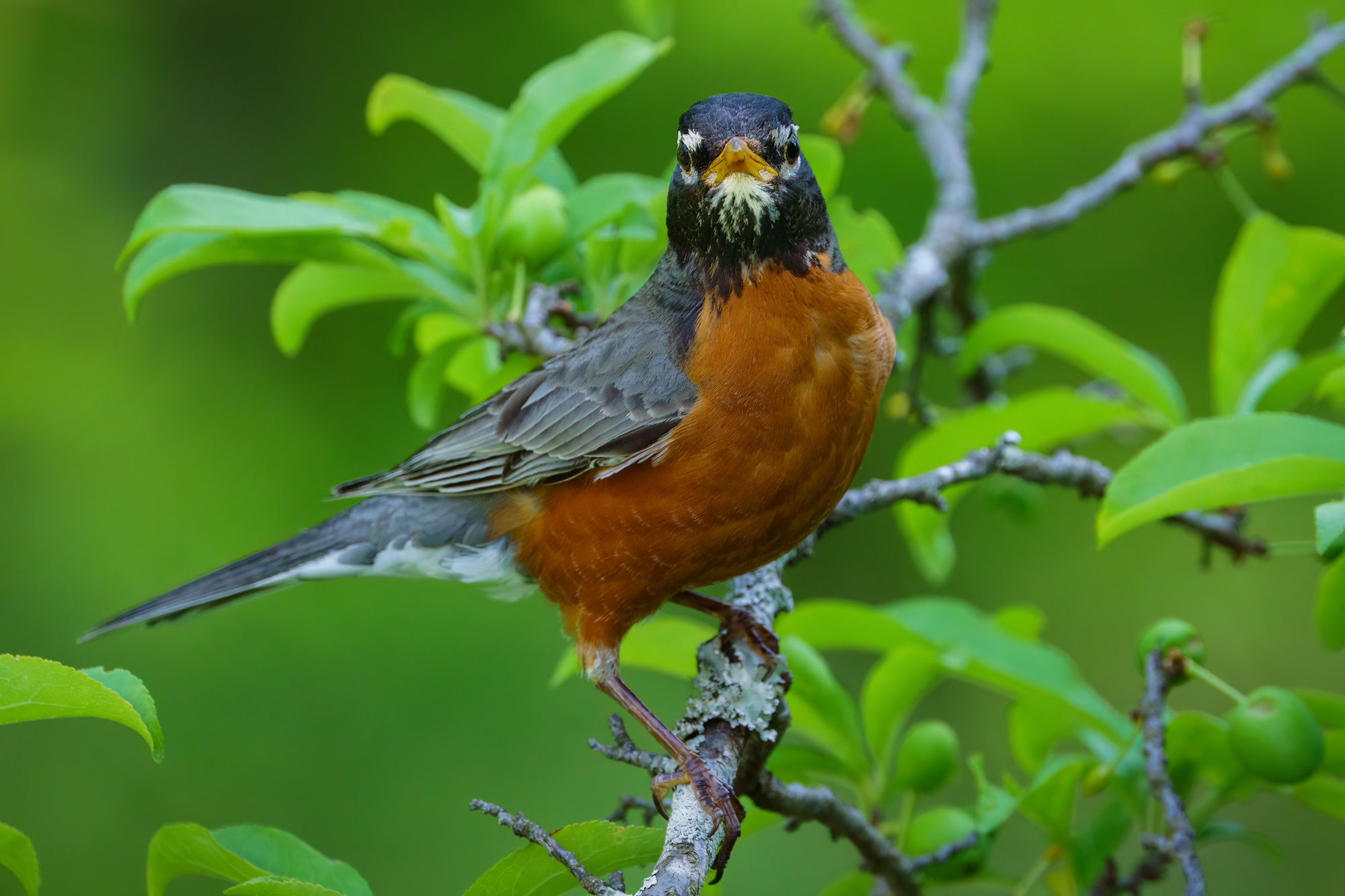 american robin