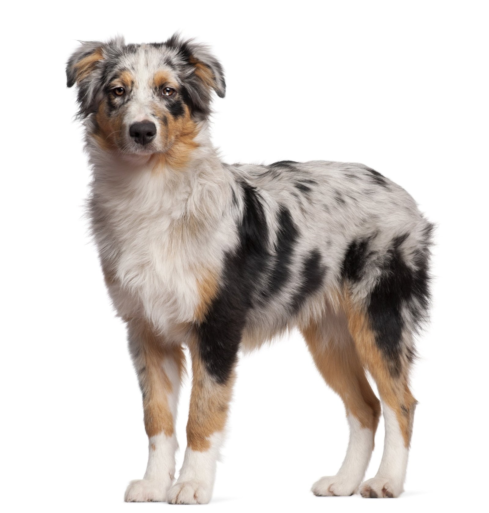 australian shepherd lifespan