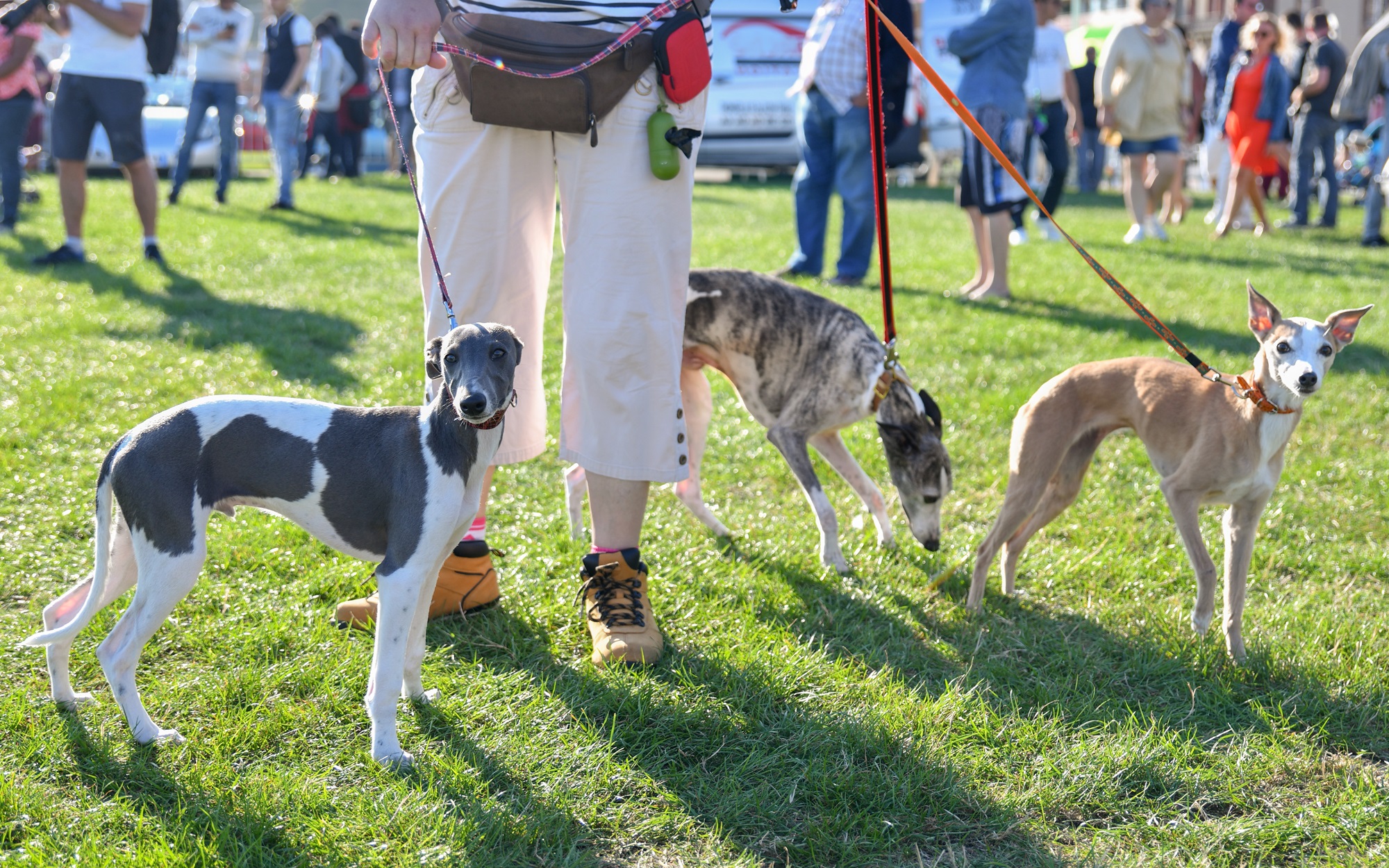 azawakh dog breed