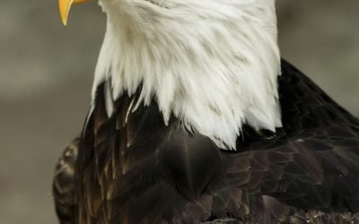 bald eagle