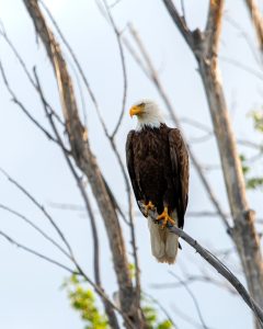 bald eagle size