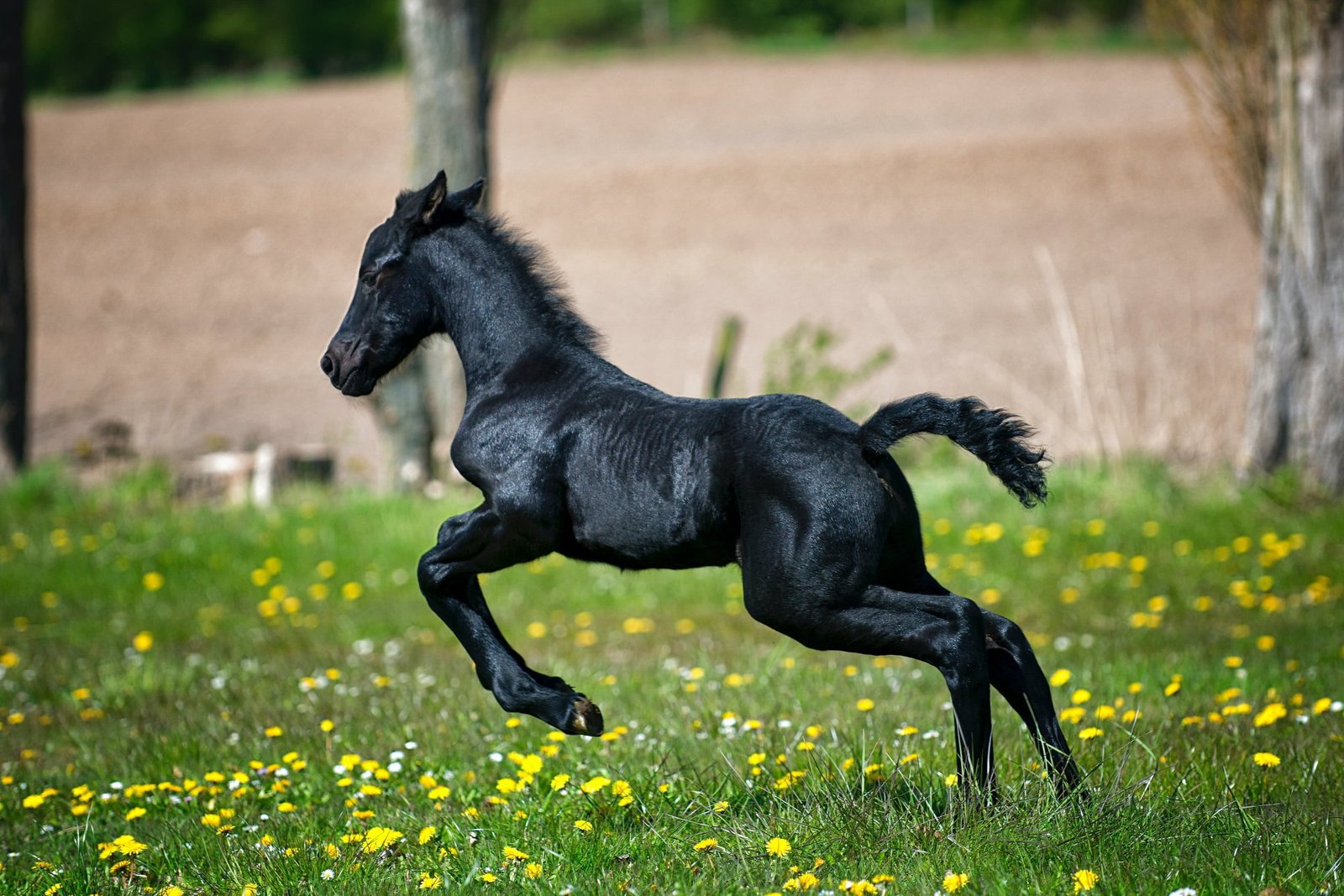 black welsh pony
