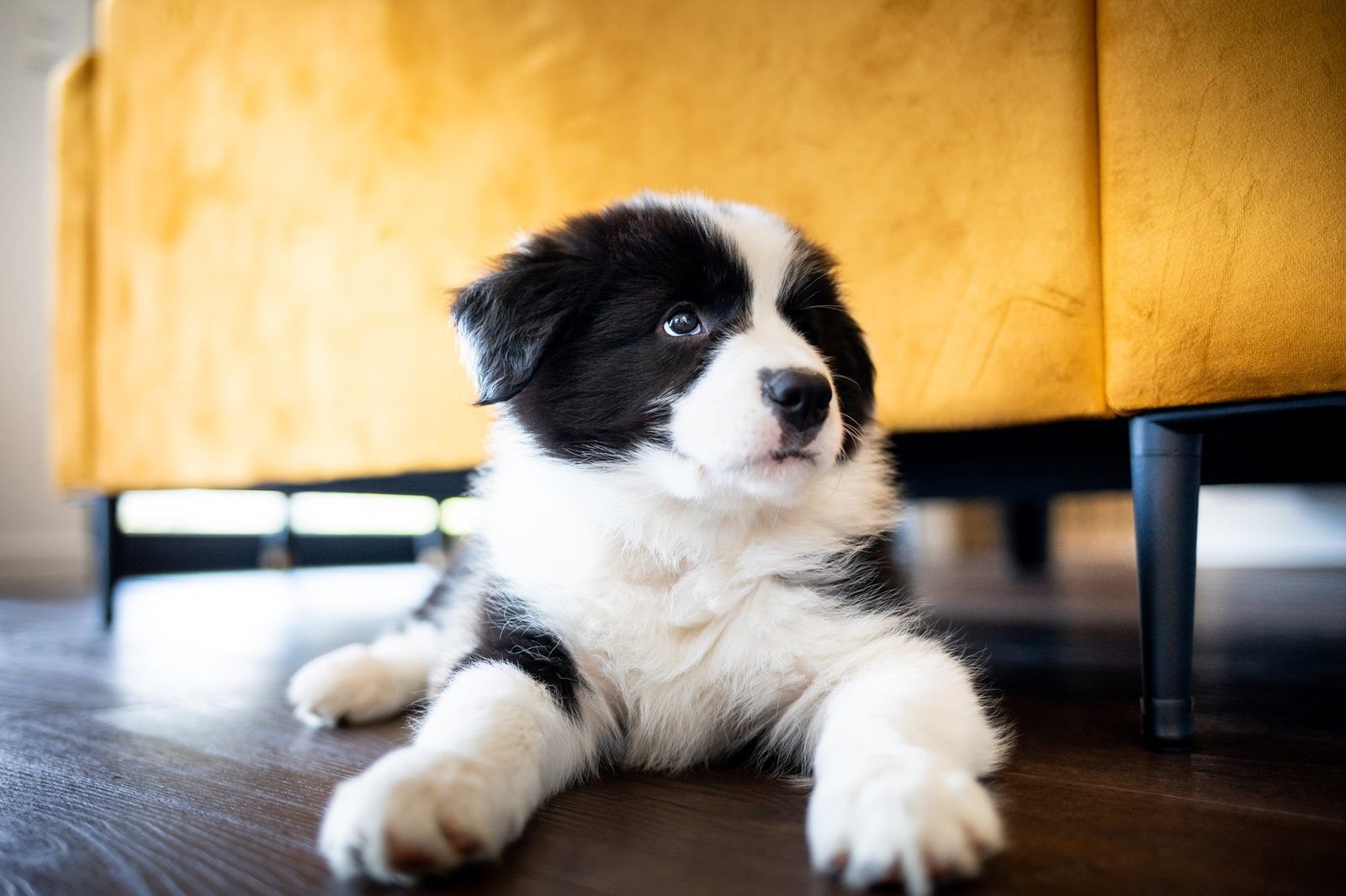 border collie puppy