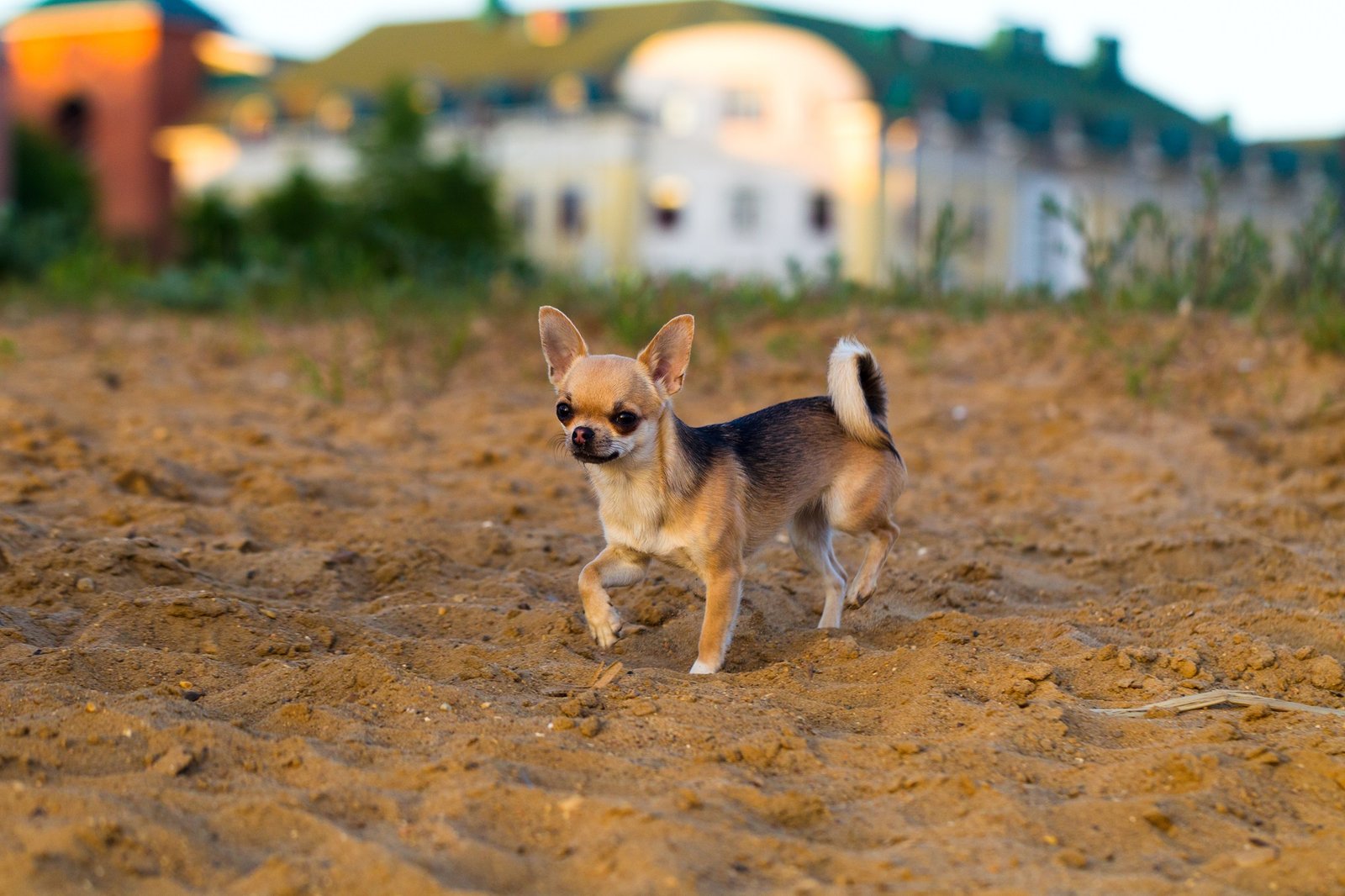 chihuahua dog breed