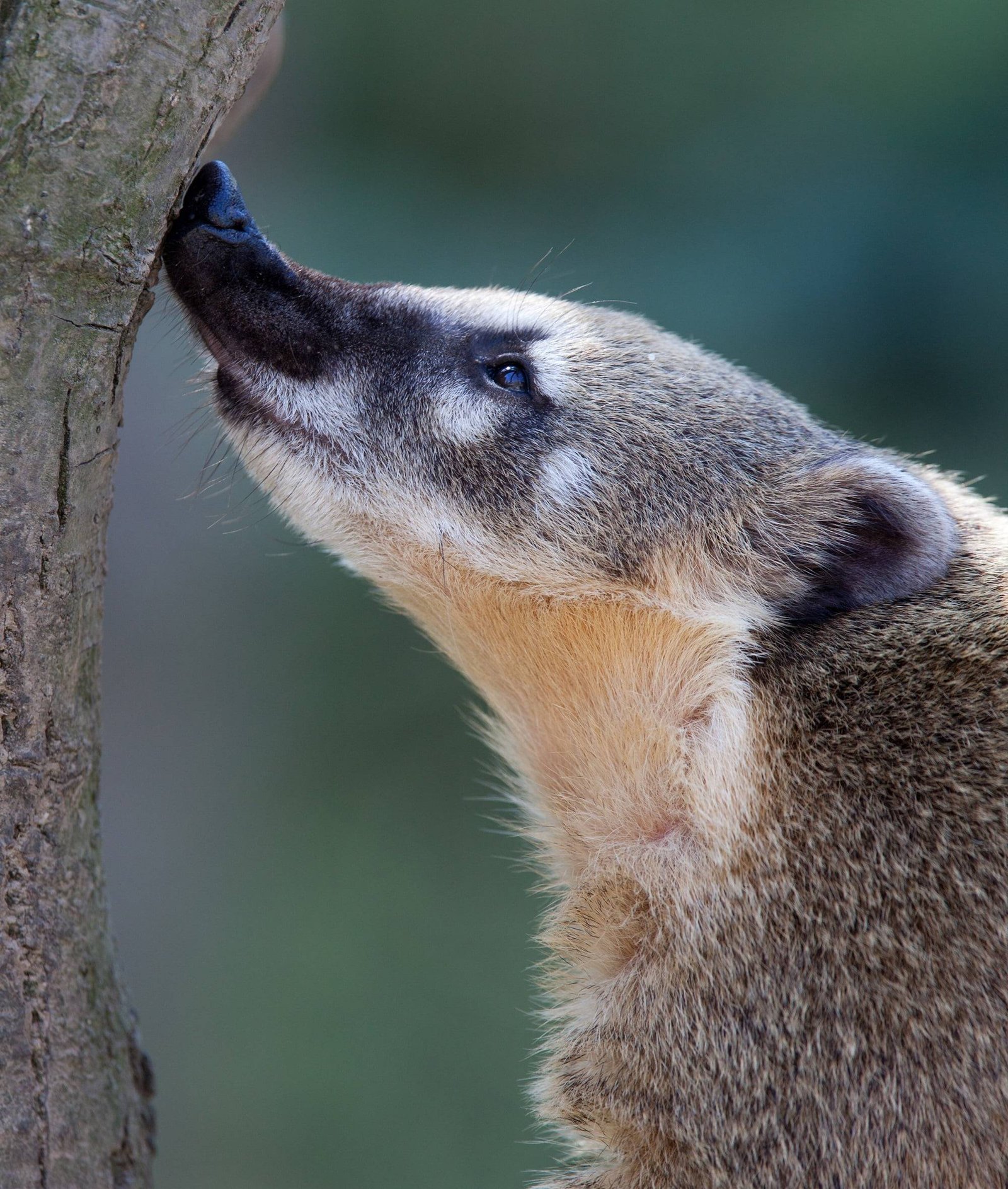coatimundi in arizona