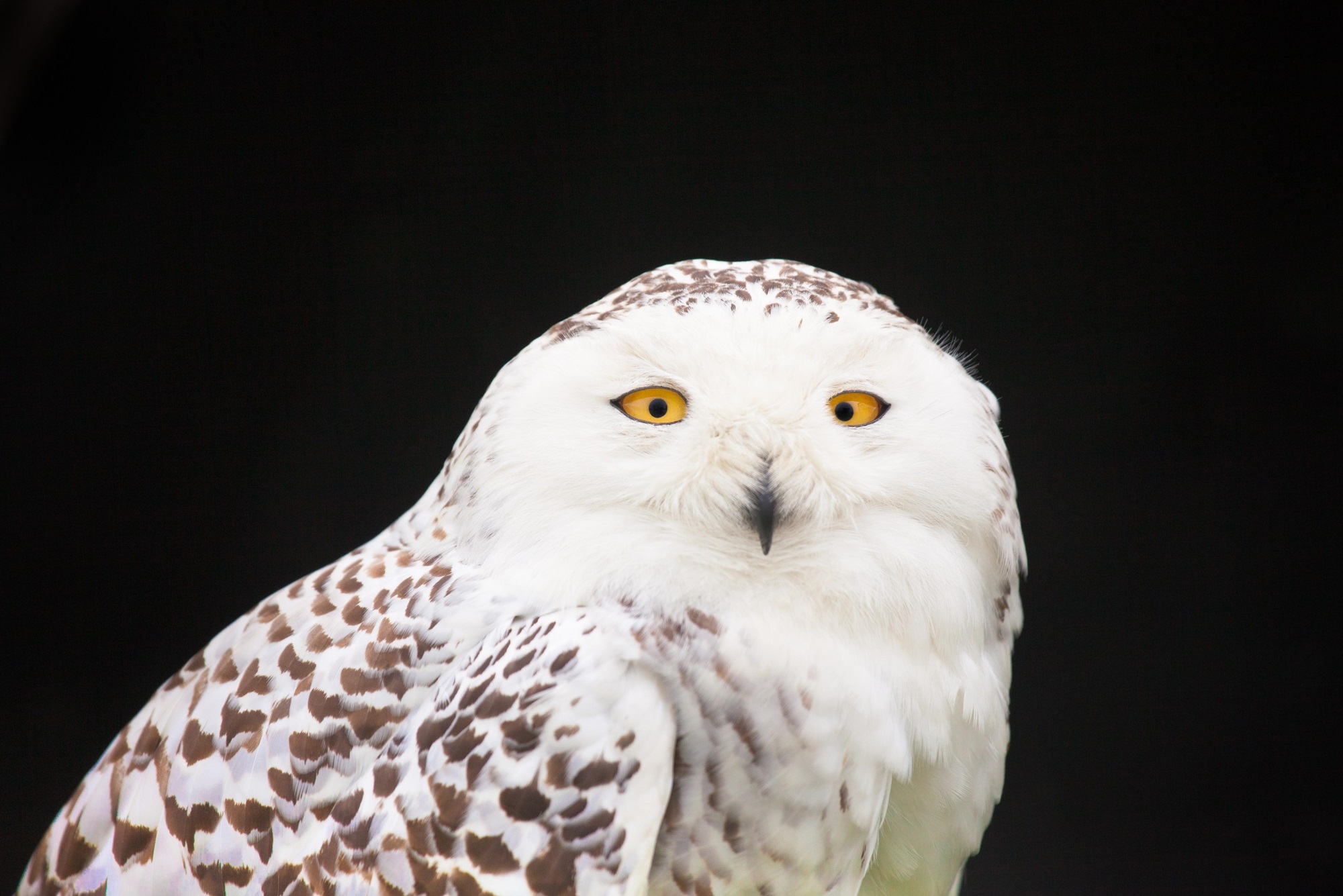 cute snowy owl