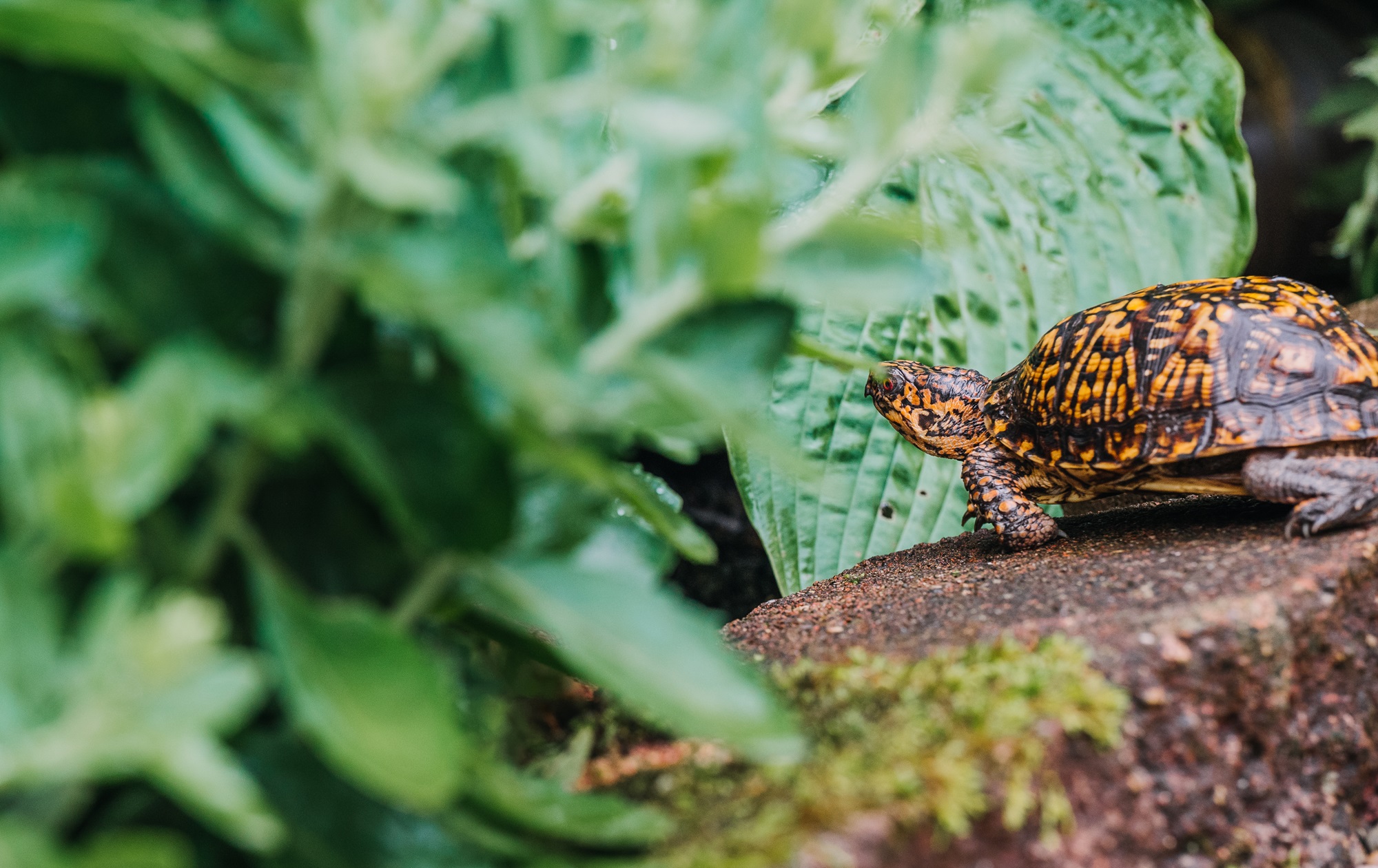 eastern box turtle care