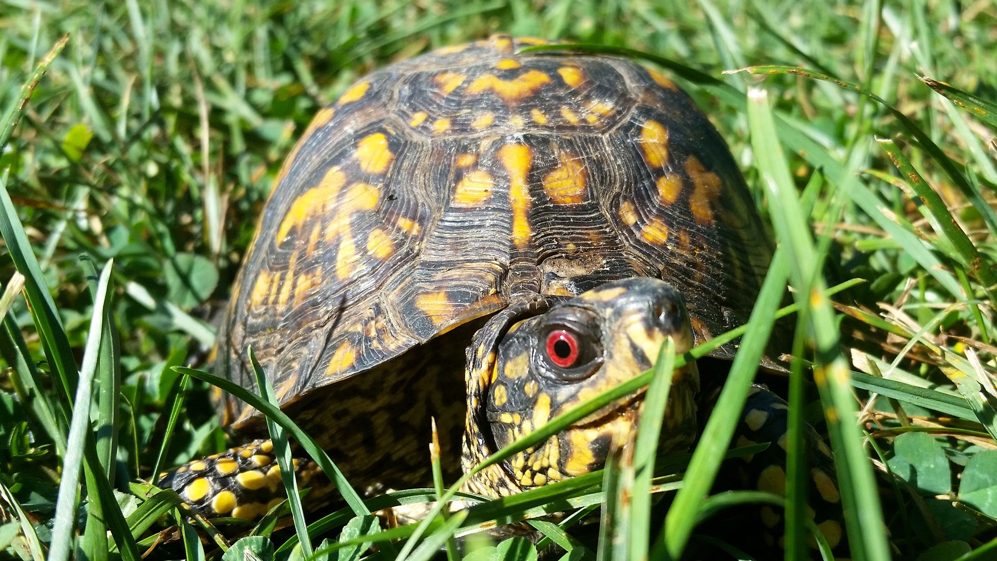 eastern box turtle habitat
