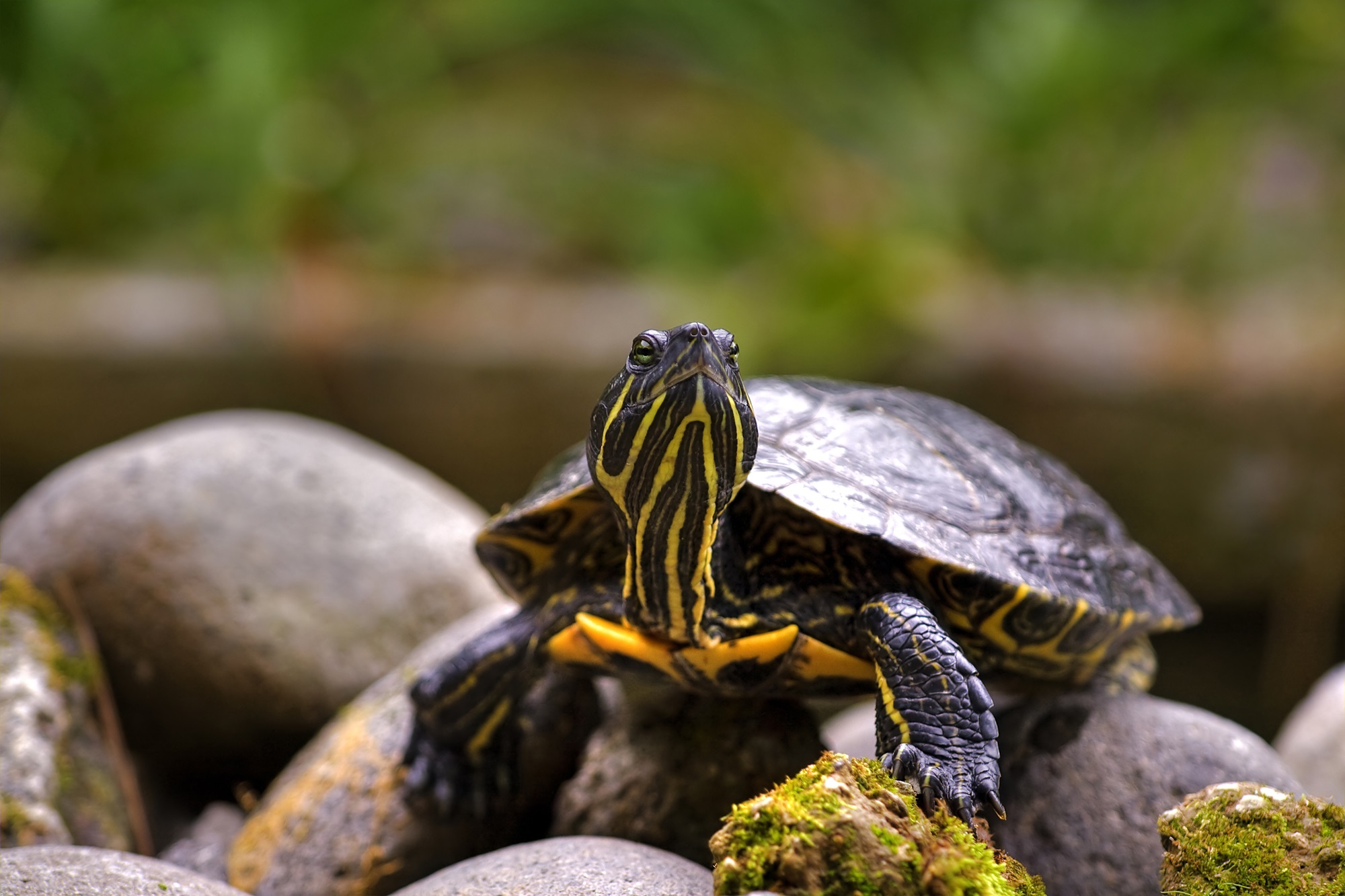 eastern box turtle lifespan