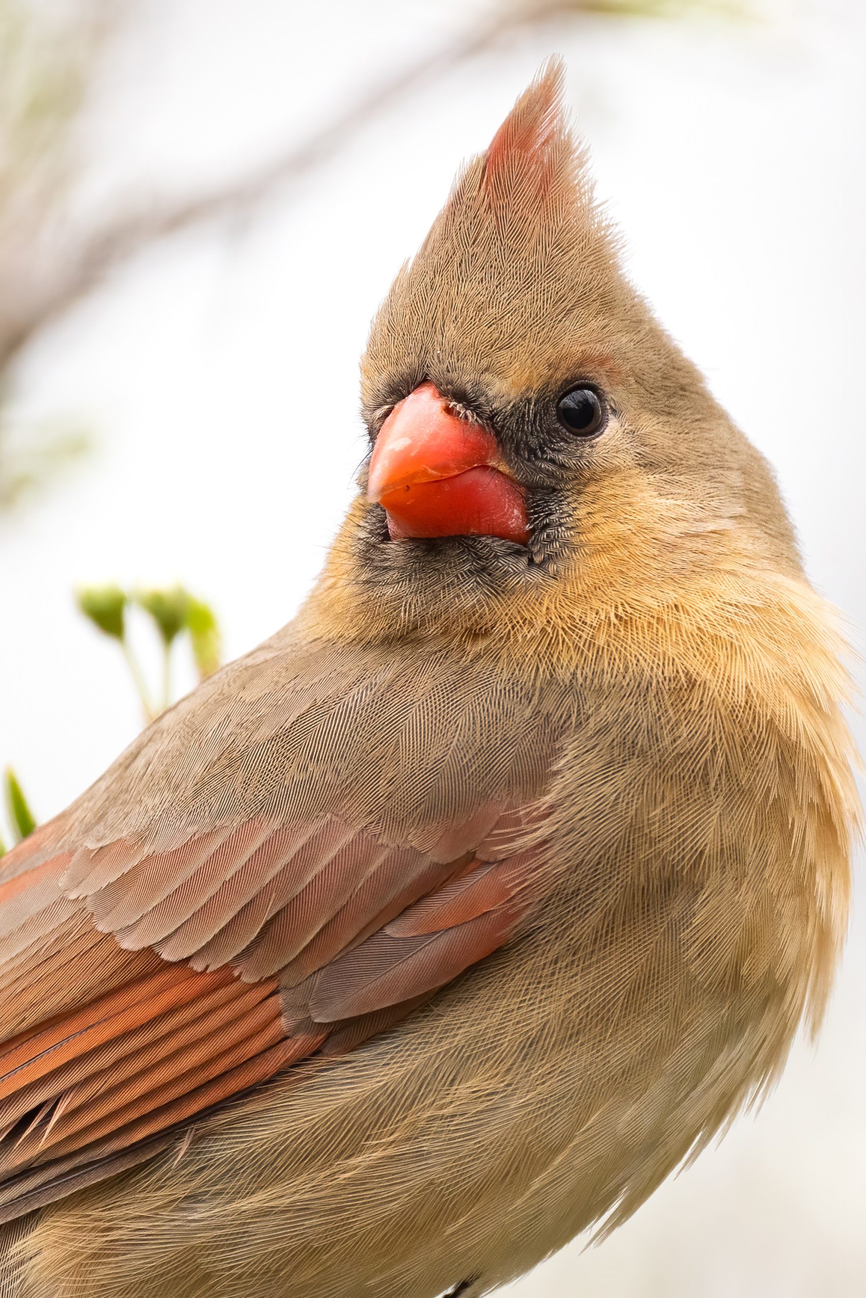 Exploring the Vibrant World of the Northern Cardinal (Cardinalis cardinalis) 1 facts about the northern cardinal