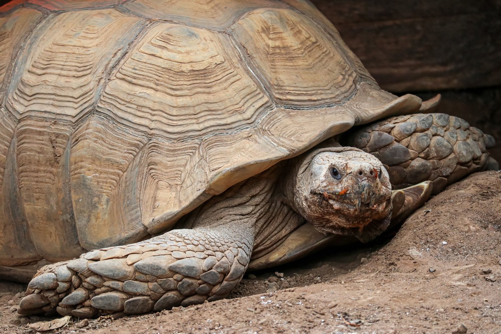full grown sulcata tortoise