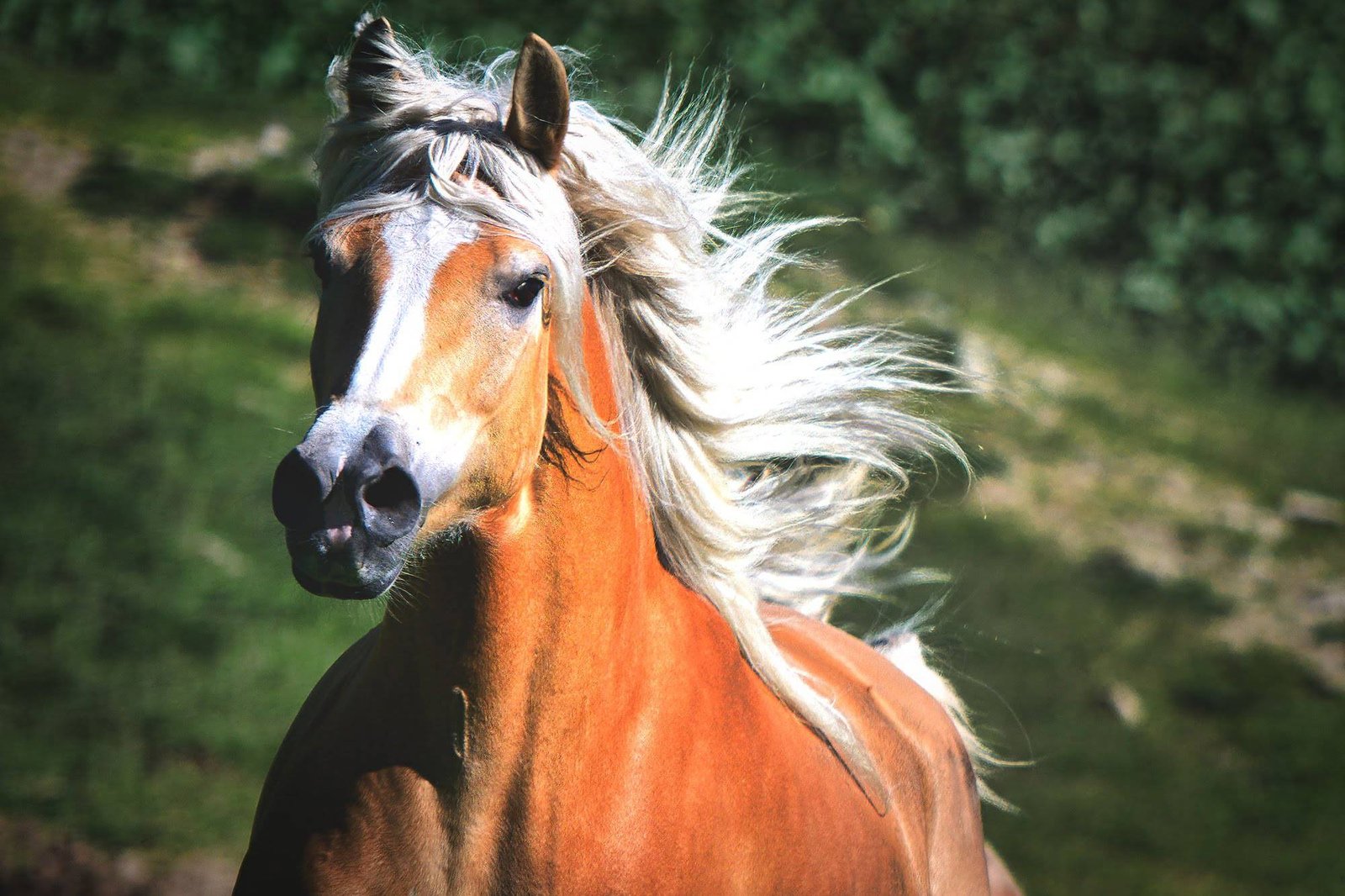 haflinger horse breed