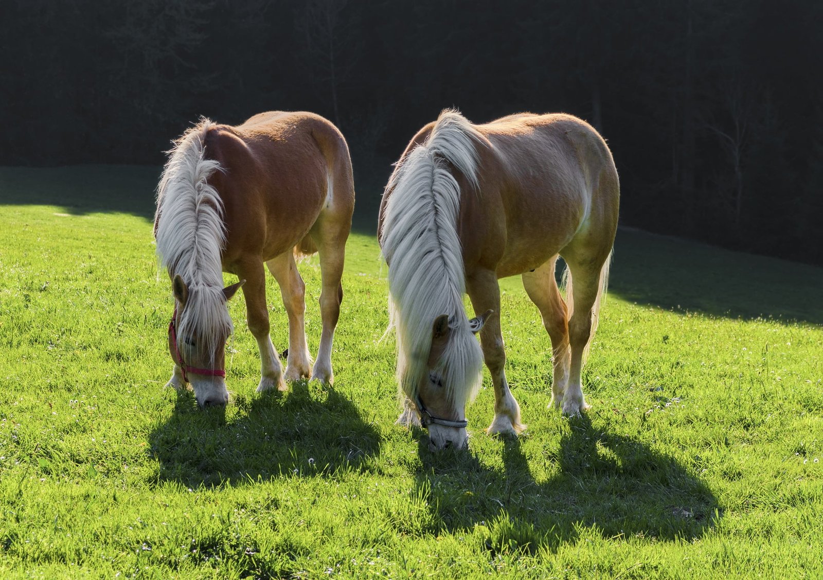 haflinger horse temperament