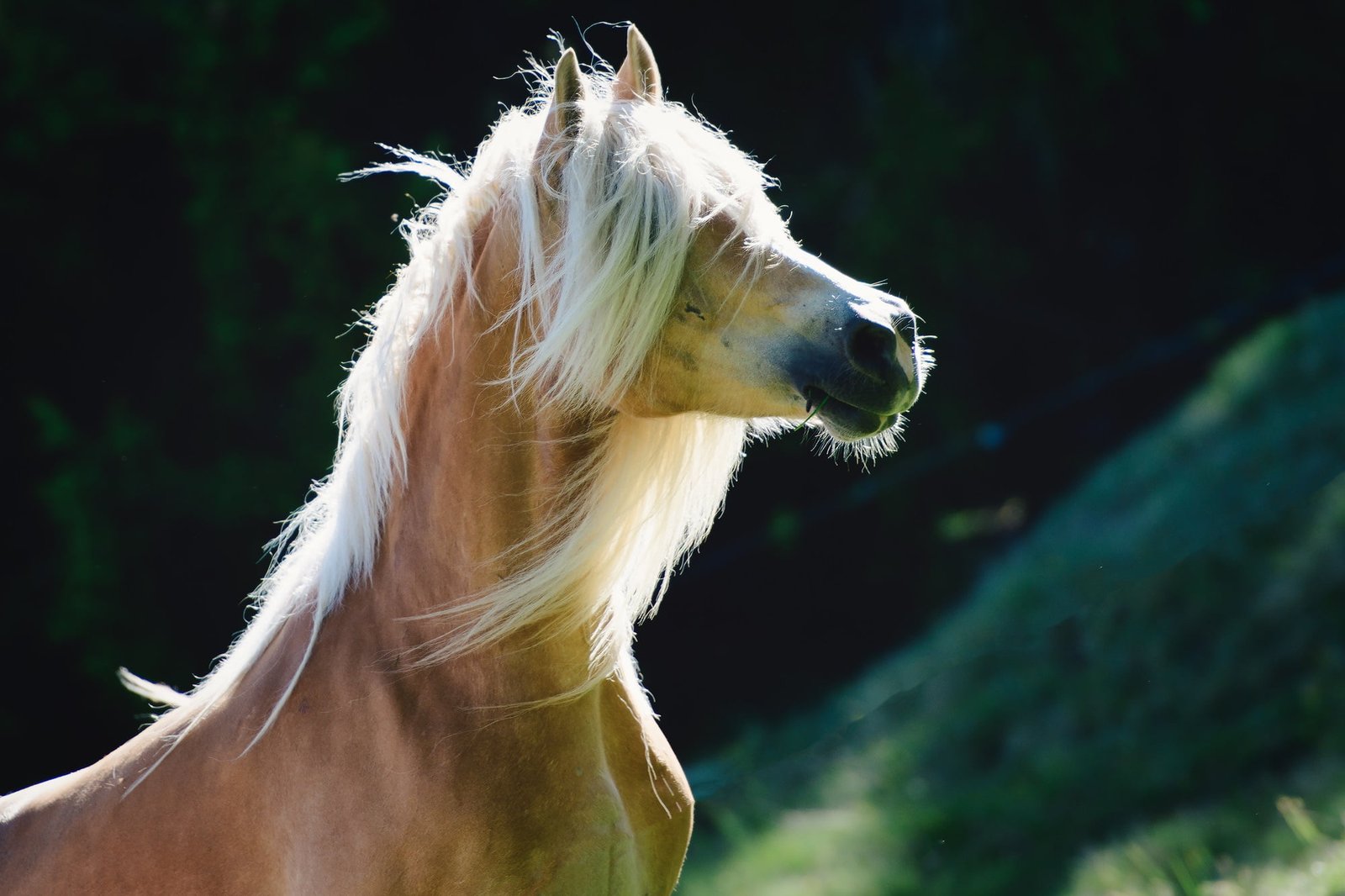 haflinger horse