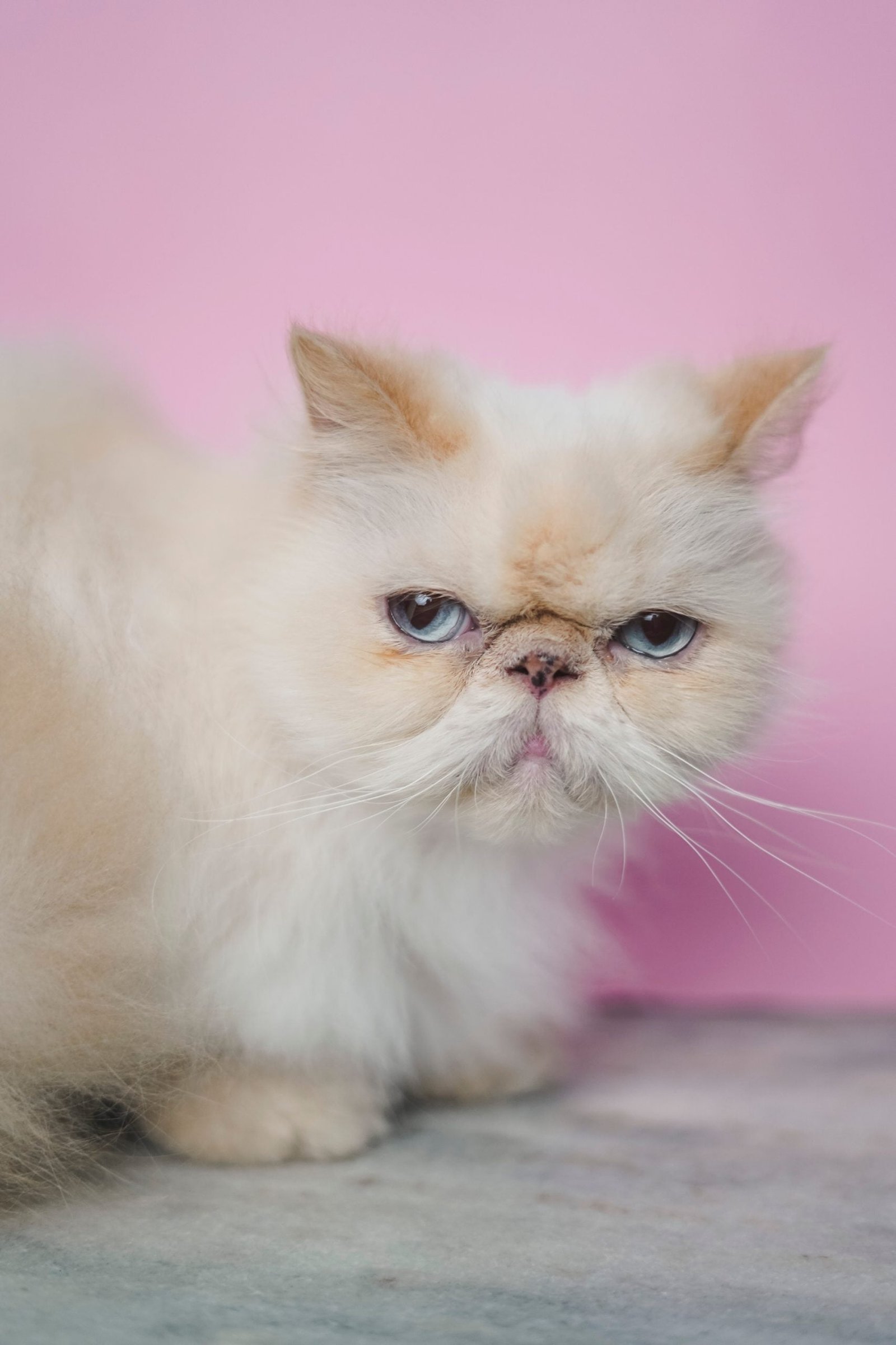 himalayan cat lifespan scaled