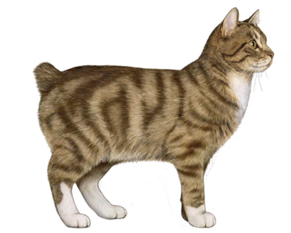 manx cat breed
