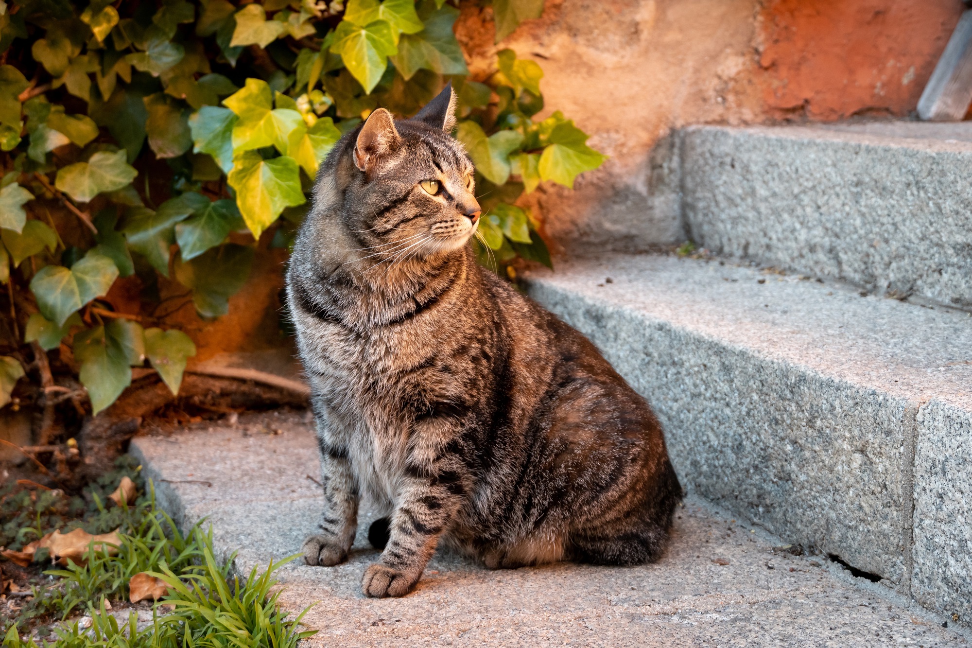 The Marvelous Manx Cat: A Tailless Wonder! 1 manx cat