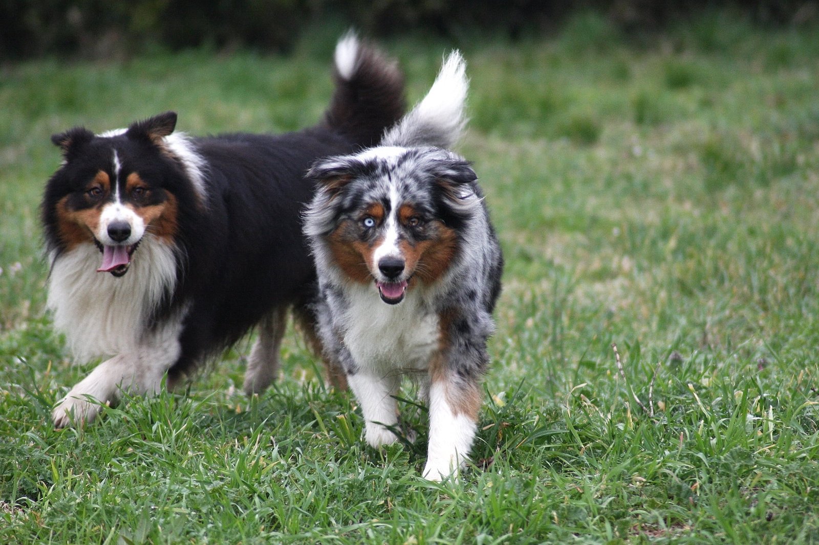 mini australian shepherd