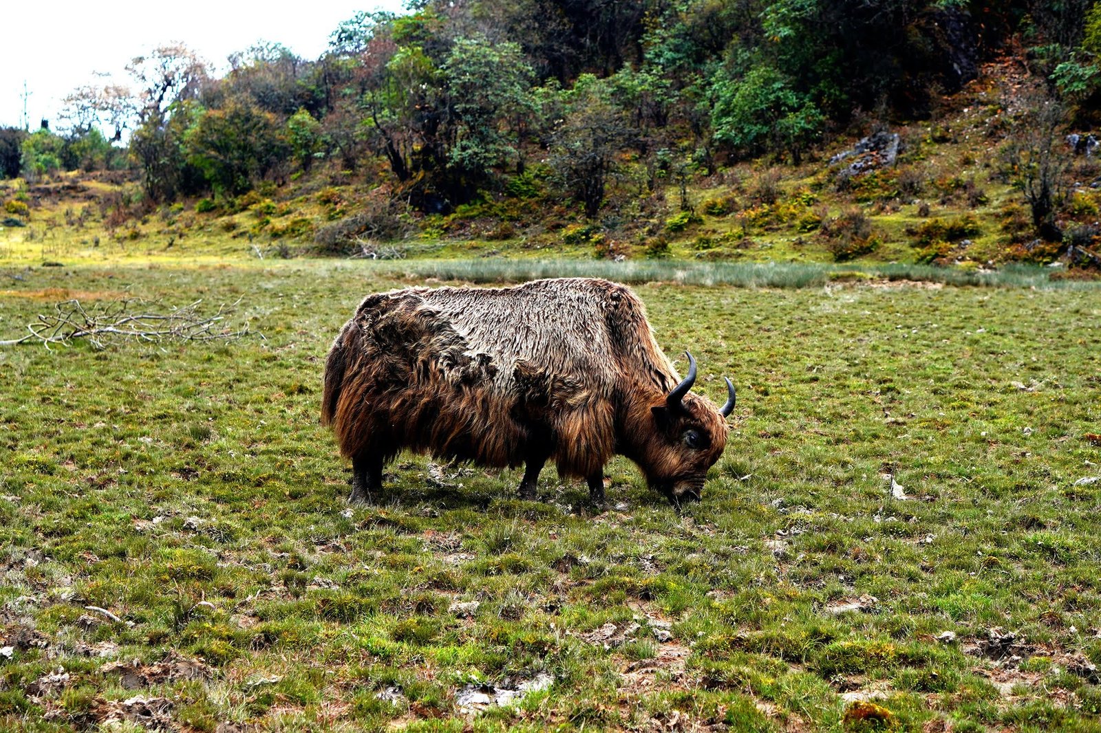 picture of a yak animal