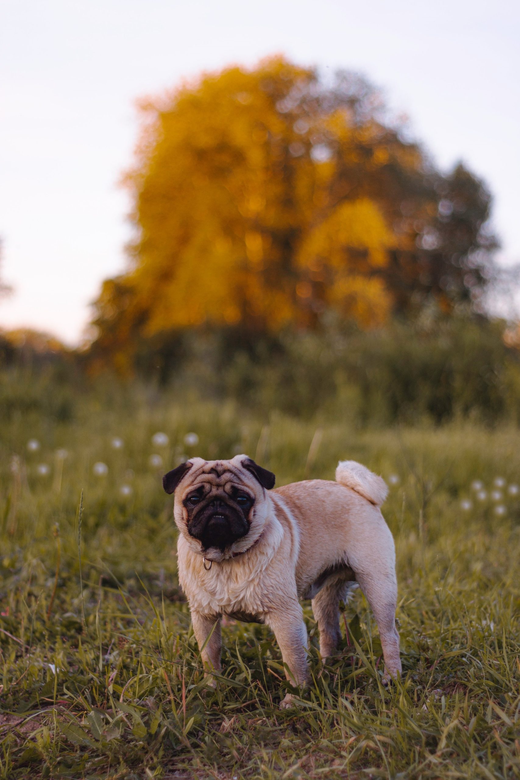 pug dog breed