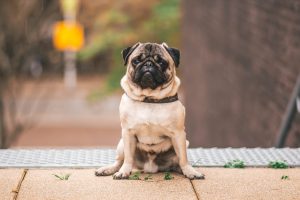 pug dog images