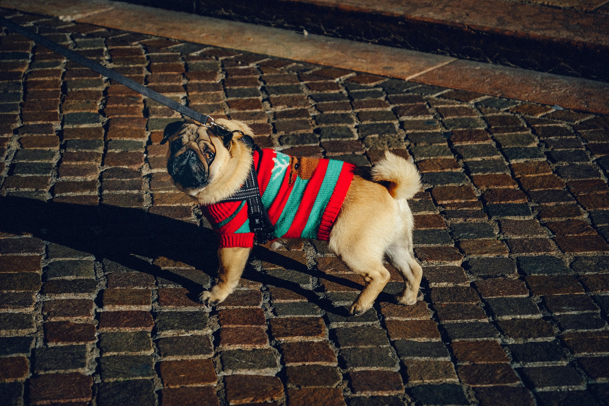 pug dog