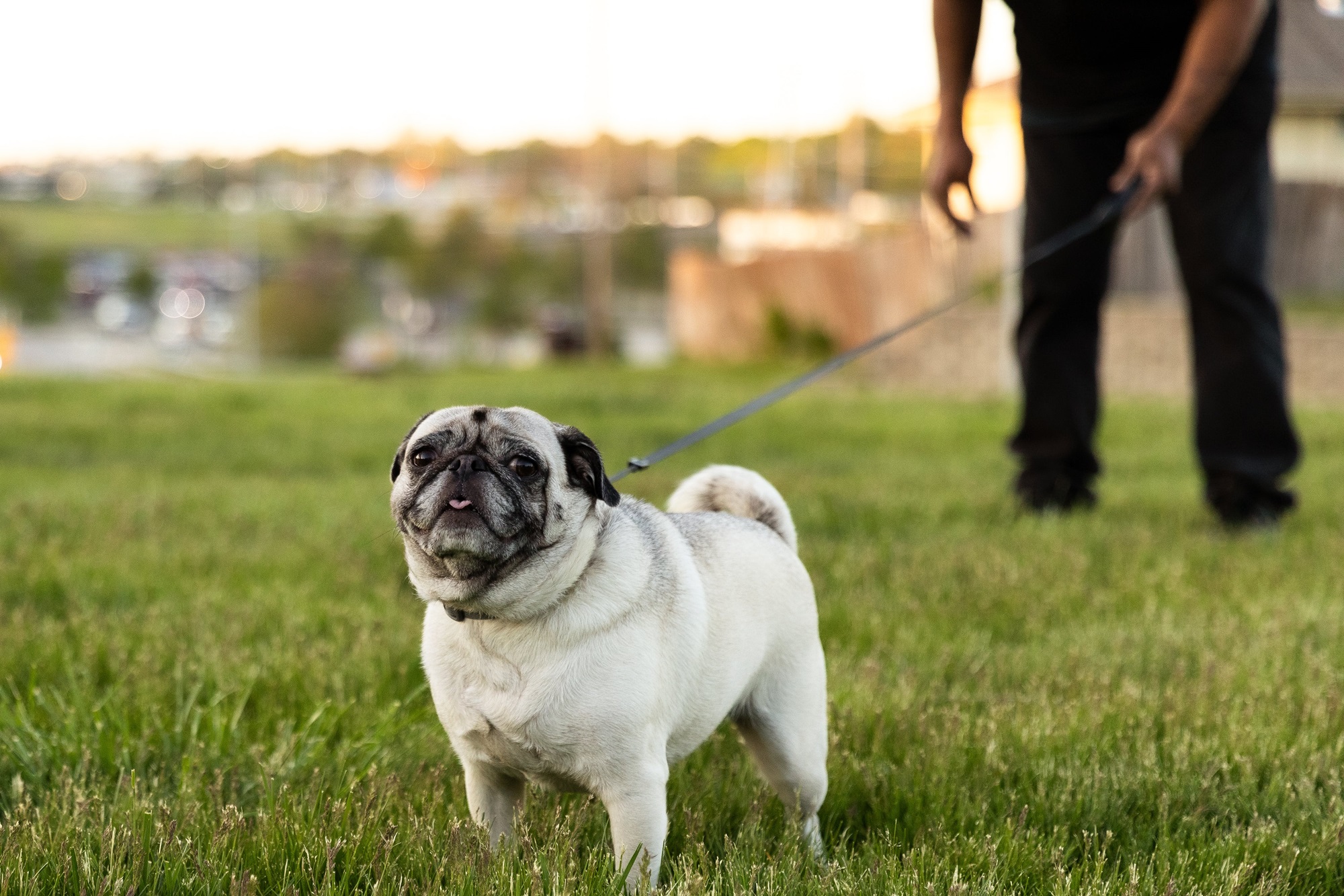 pug dogs