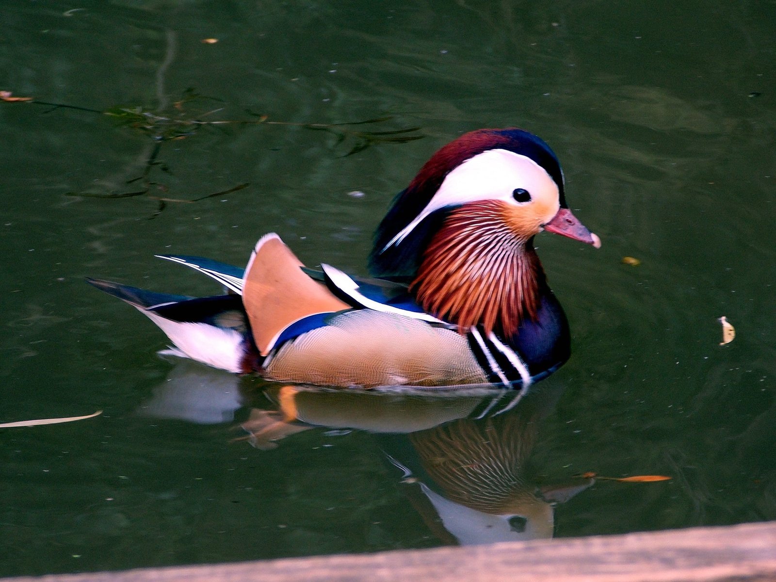 raising mallard duck