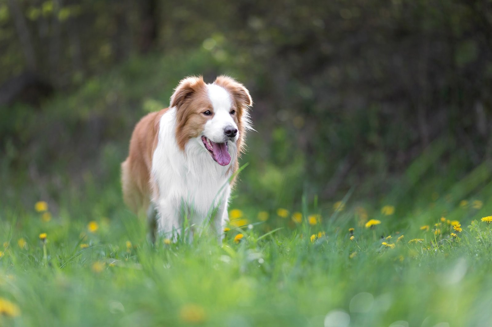 red border collie