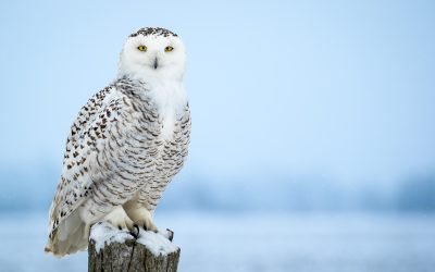 snowy owl habitat