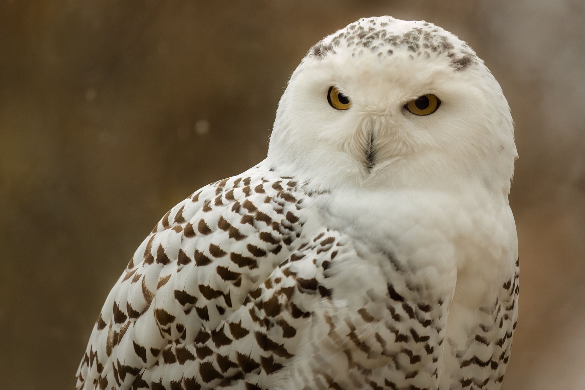 snowy owl