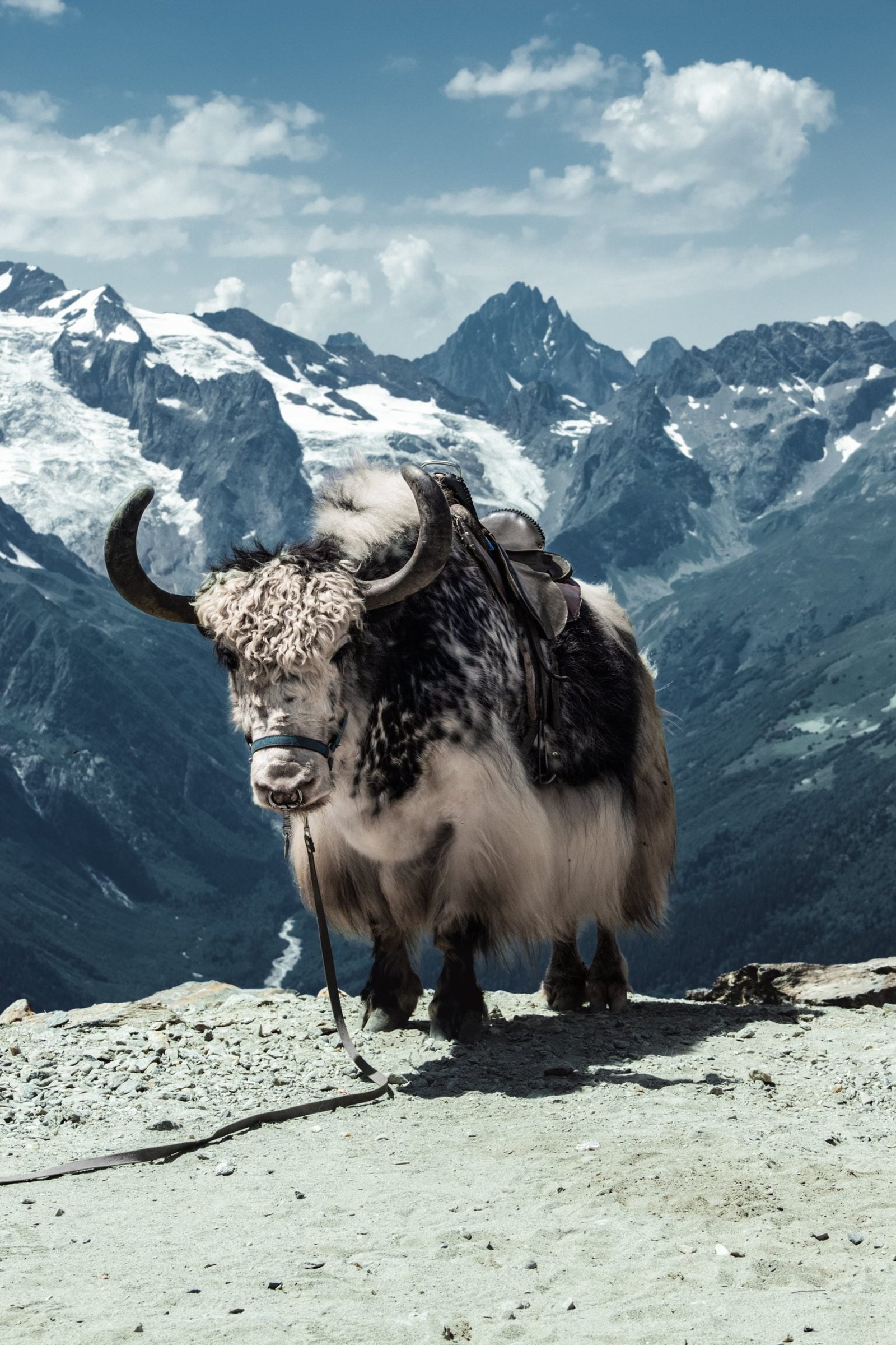 what is a yak animal