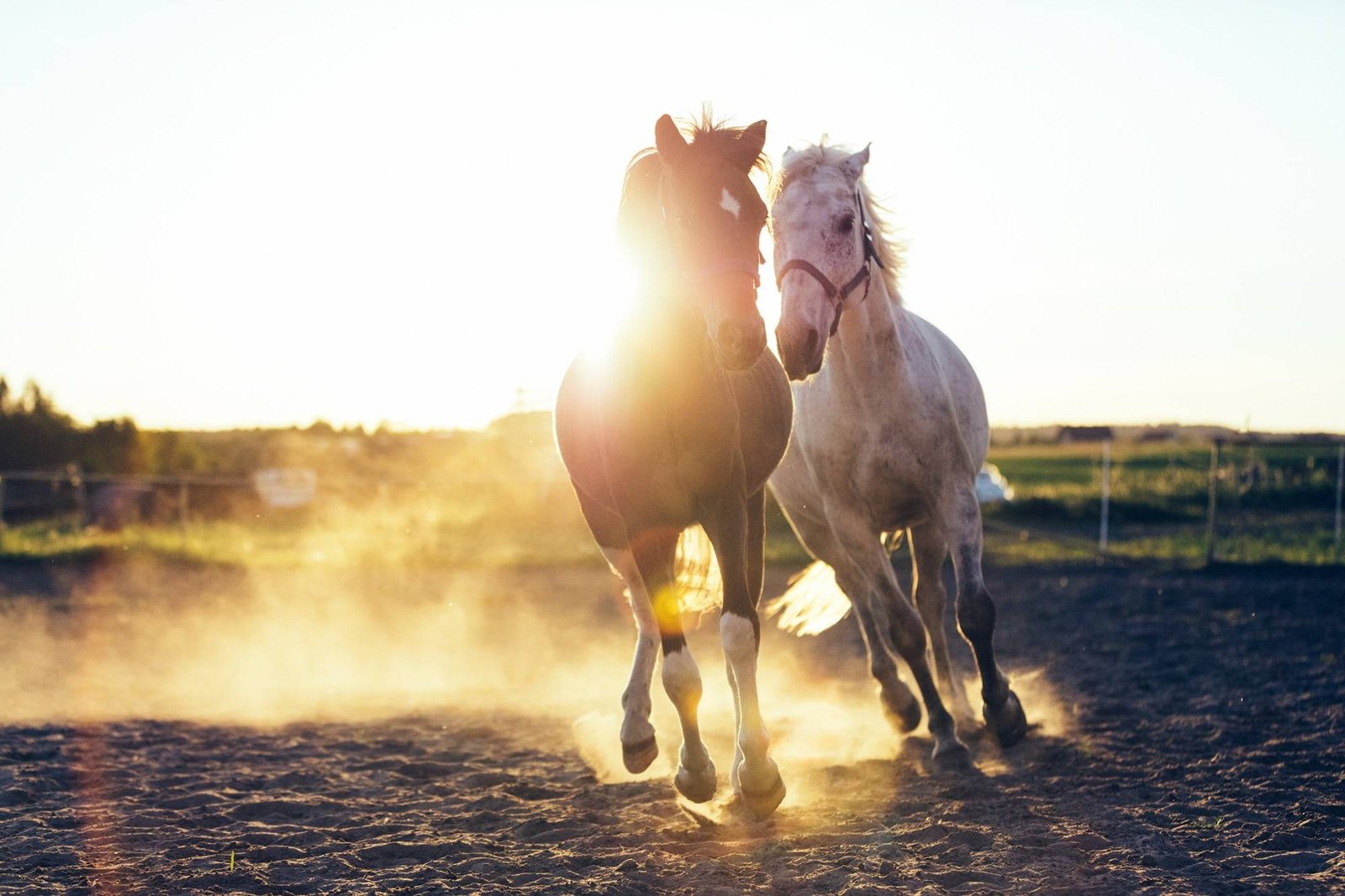 wild mustang horse