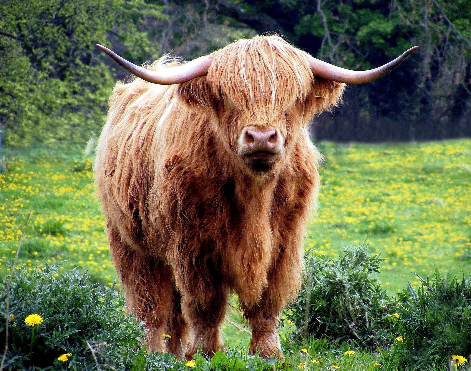 yak animal