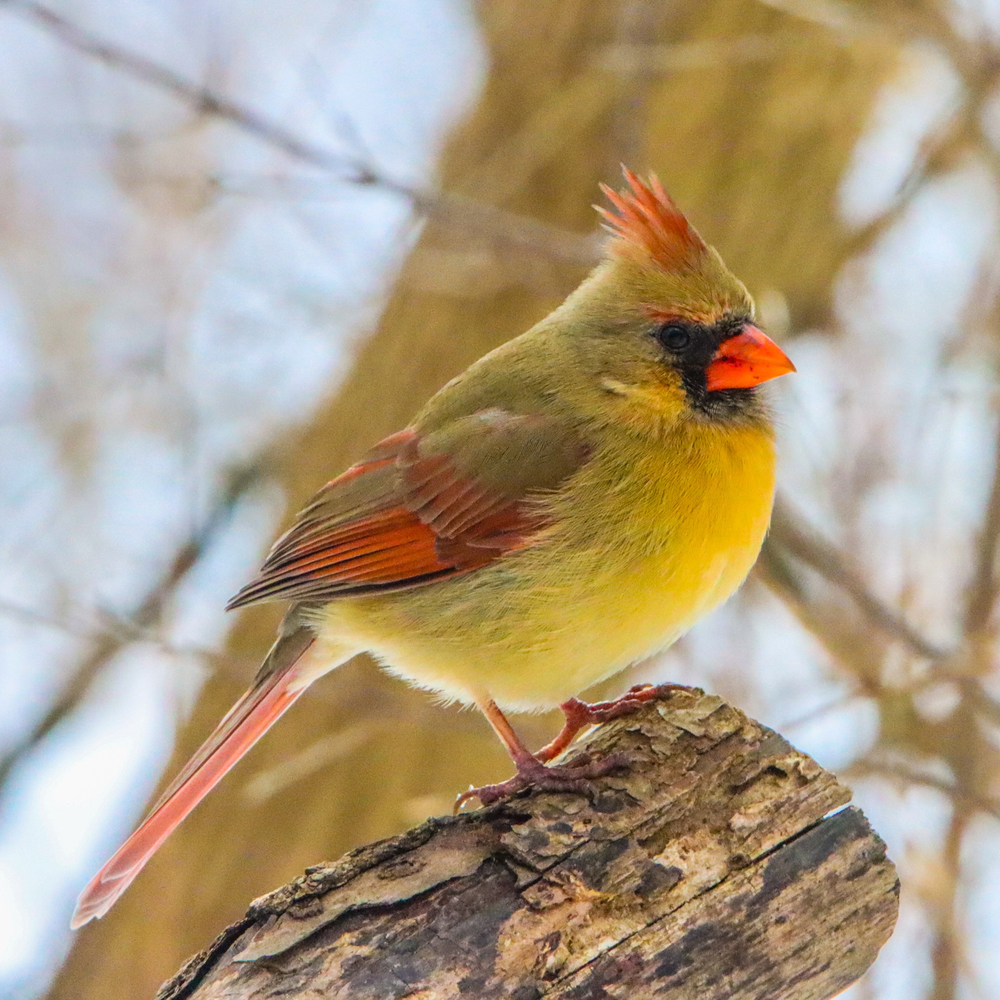 yellow northern cardinal
