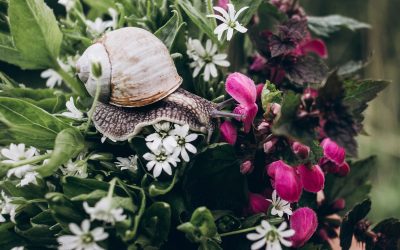 garden snail