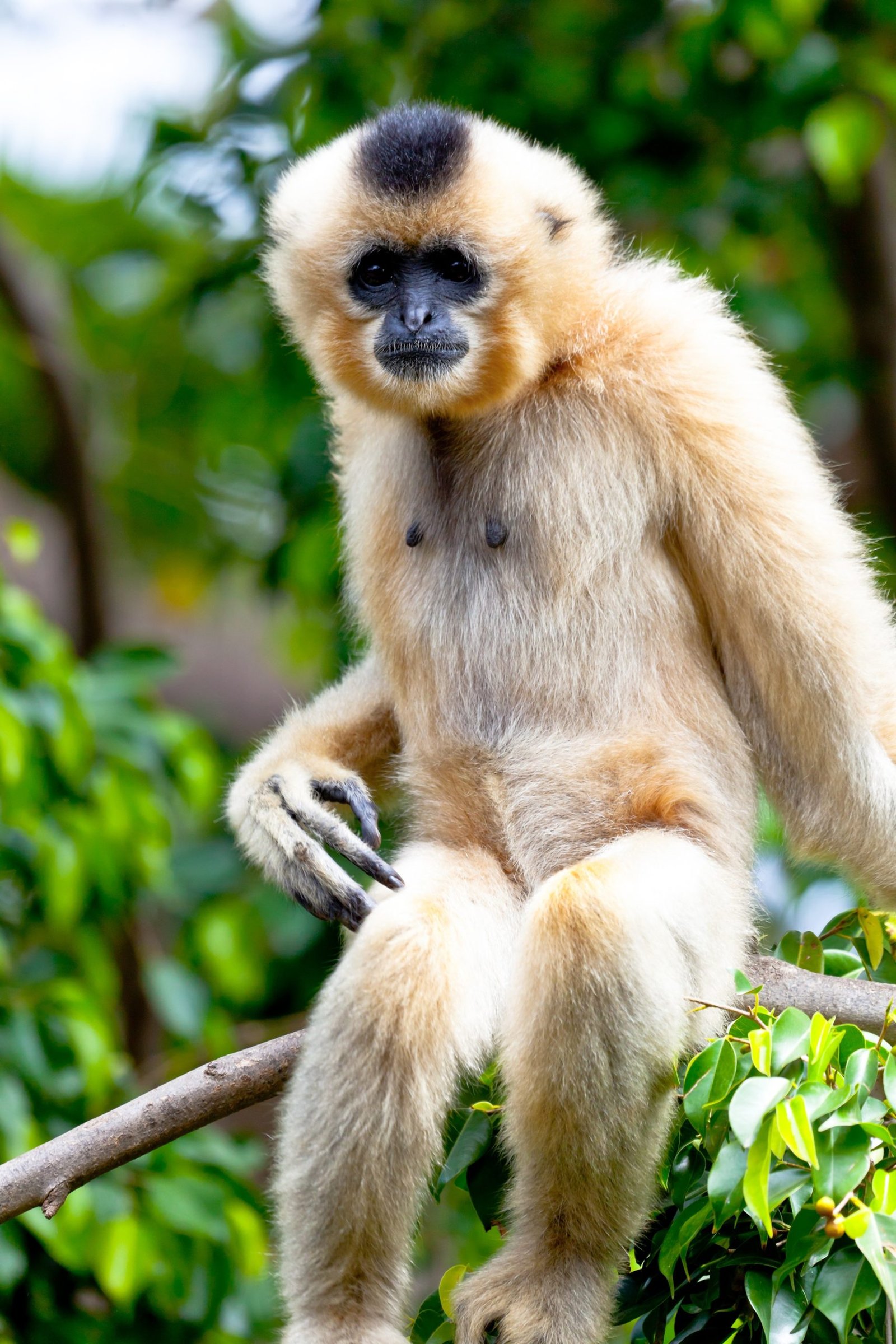 gibbon