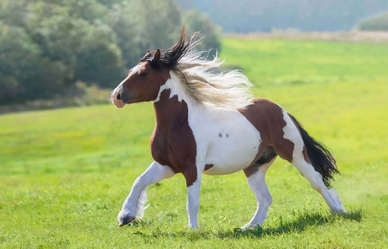 gypsy vanner horse
