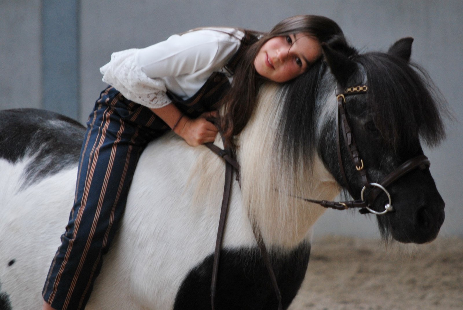 gypsy vanner horses