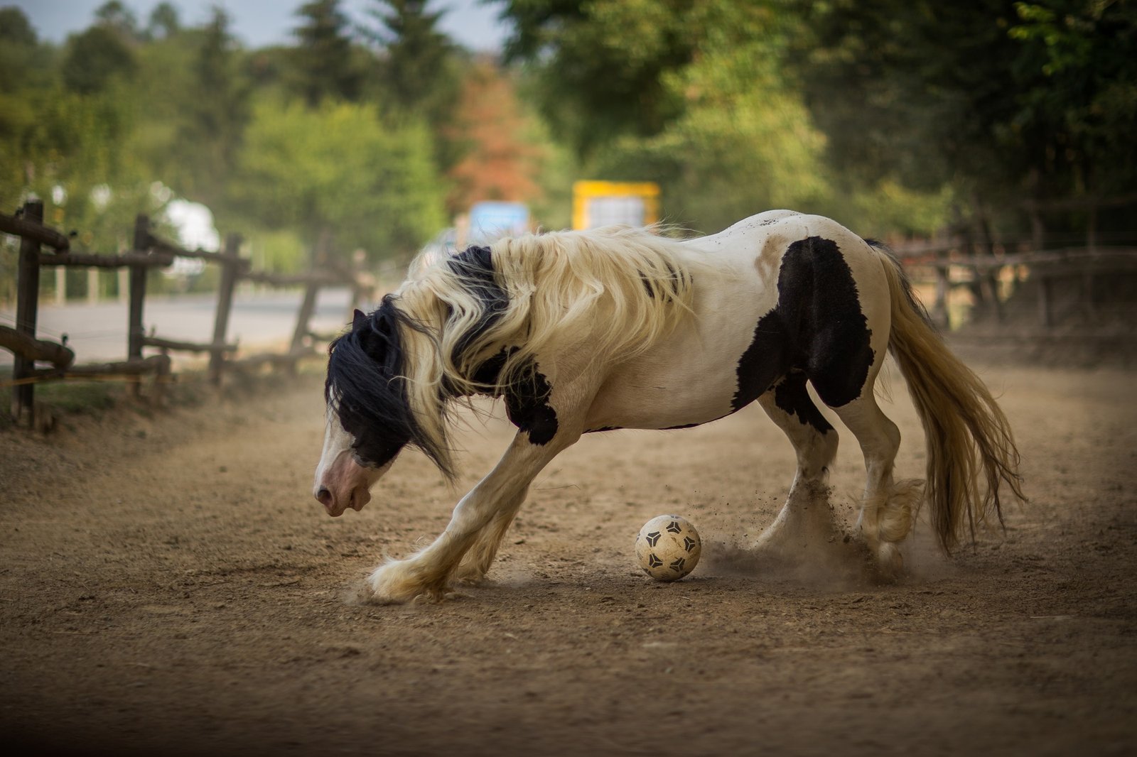 gypsy vanner