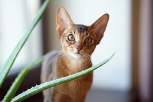 Abyssinian Cat