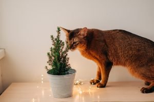 Somali Cat Characteristics