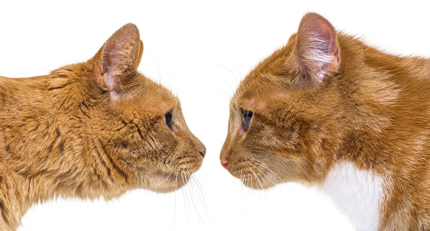 Somali Cat vs Abyssinian