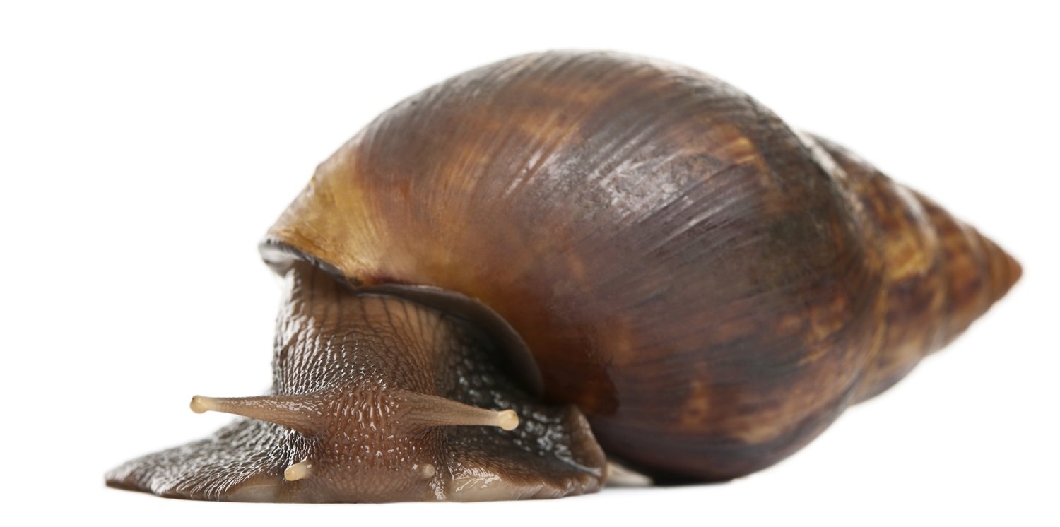 Unveiling the World of Giant African Land Snails: A Comprehensive Guide 2 african land snail