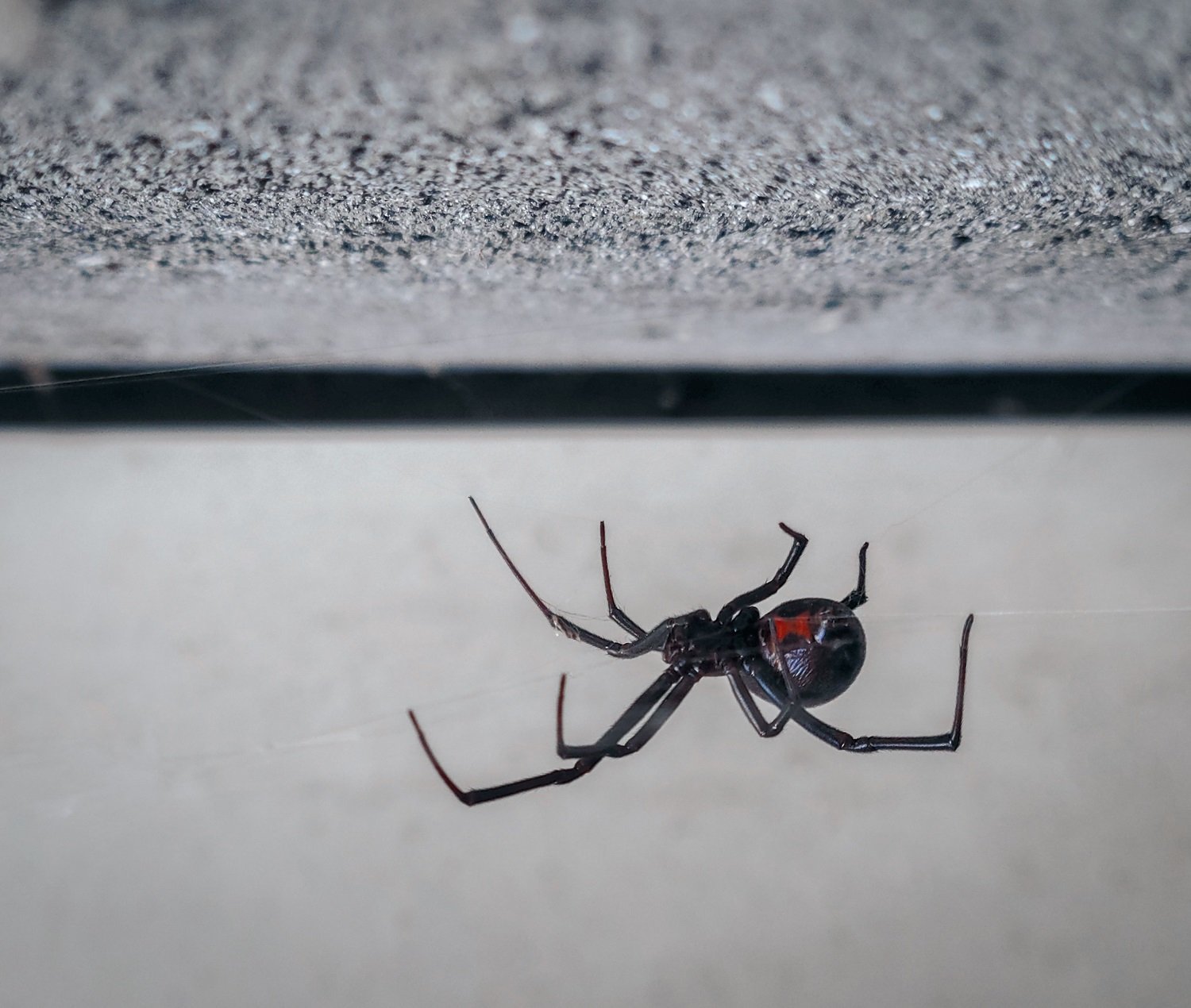 black widow spider