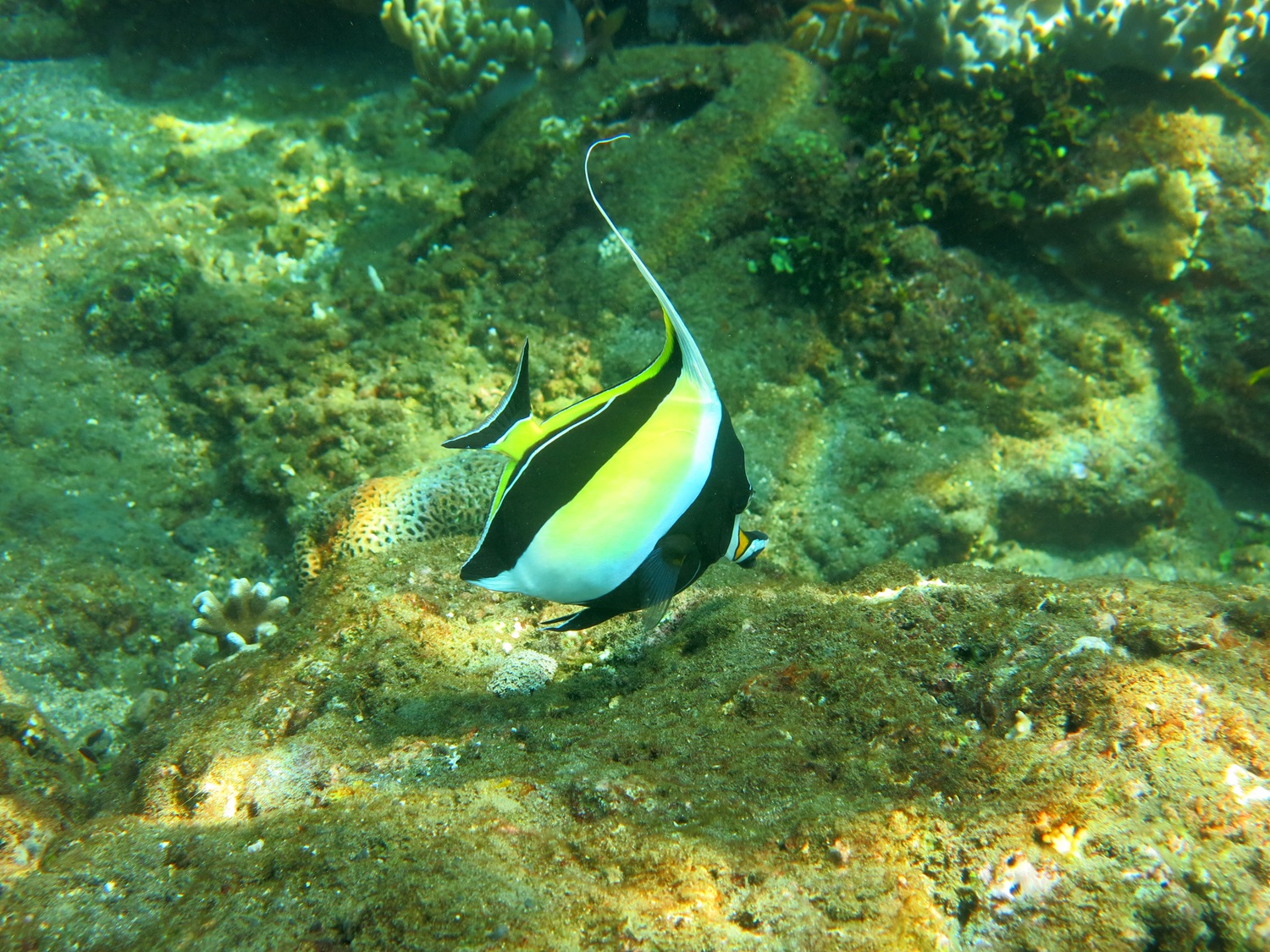 Diving Into the World of Moorish Idols: The Ocean's Distinct Beauties 1 ffxi moorish idol