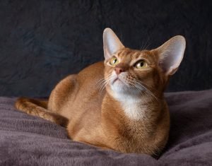 friendly abyssinian cat